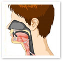 Facial Anatomy : Medical Illustration Facial Anatomy : Medical Illustration
