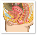Female Reproductive Organs : Medical Illustration Female Reproductive Organs : Medical Illustration