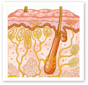 Hair Follicle : Medical Illustration Hair Follicle : Medical Illustration