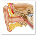 Hearing : Medical Illustration Hearing : Medical Illustration