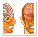 The human brain : Medical Illustration The human brain : Medical Illustration
