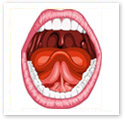 Human Mouth : Medical Illustration