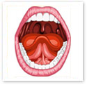 Human Mouth : Medical Illustration Human Mouth : Medical Illustration