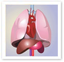 Human Organs : Medical Illustration