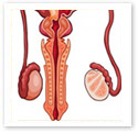 Male Anatomy : Medical Illustration