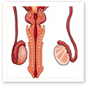 Male Anatomy : Medical Illustration Male Anatomy : Medical Illustration