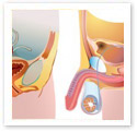 Male and Female : Medical Illustration Male and Female : Medical Illustration