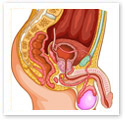 Male Reproductive Organs : Medical Illustration