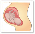 Pregnancy : Medical Illustration Pregnancy : Medical Illustration