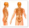Skeleton Torso : Medical Illustration Skeleton Torso : Medical Illustration