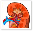 The Kidney : Medical Illustration