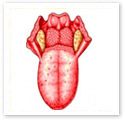 The Tongue : Medical Illustration The Tongue : Medical Illustration