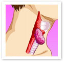 Thyroid Gland : Medical Illustration Thyroid Gland : Medical Illustration
